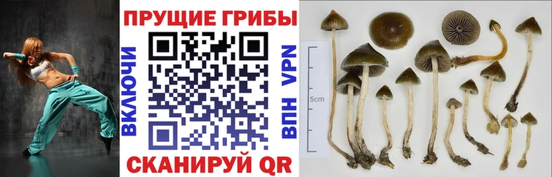 Галлюциногенные грибы MAGIC MUSHROOMS  хочу   Солигалич 
